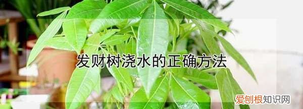 发财树浇水的正确方法