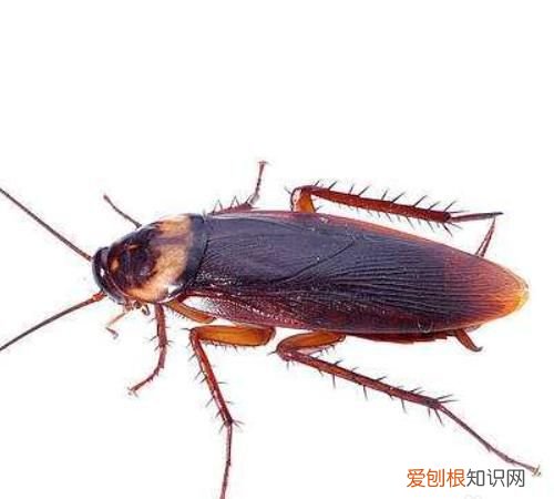 为什么蟑螂会飞，为什么蟑螂会往有光的地方飞
