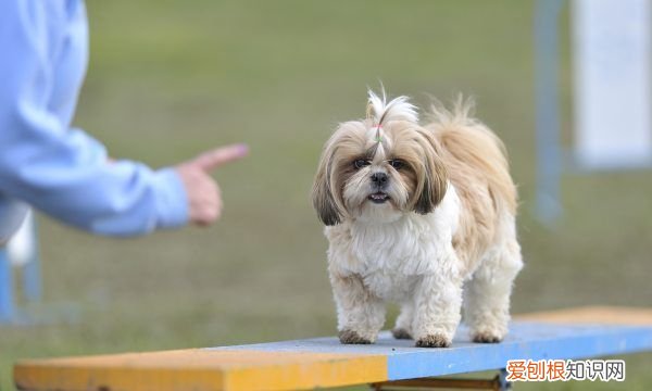 母狗分娩前什么征兆，狗要生产前几天的征兆
