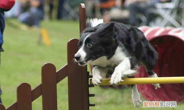 母狗分娩前什么征兆，狗要生产前几天的征兆