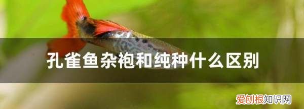 杂袍孔雀鱼是什么