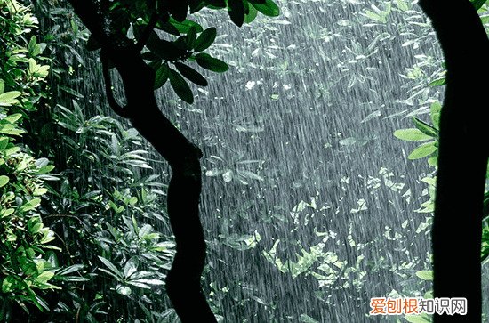 2023年谷雨是几月几日 谷雨的注意事项