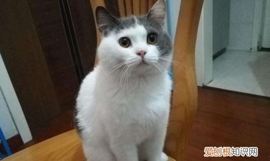 公猫多大绝育，公猫多大可以绝育