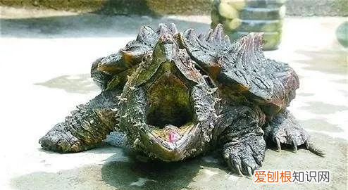 鳄龟冬眠需要准备什么，鳄龟冬天怎么过冬用什么方法养