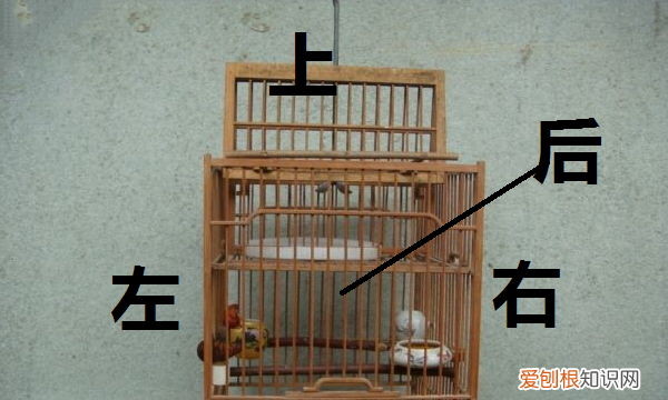 鹦鹉冬天怎么保暖，虎皮鹦鹉冬天怎么保暖好呢?