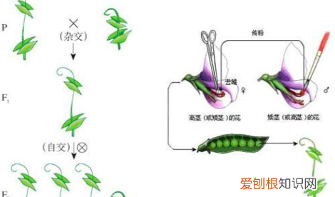 孟德尔实验成功的原因是什么，孟德尔提出基因自由组合的证据是