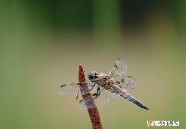 蜻蜓是不是害虫还是益虫