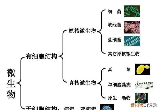 属于原核微生物的是什么，原核微生物的主要特征是什么