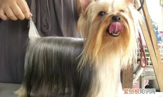 约克夏和西施犬的区别，生活中宠物犬越来越常见的原因