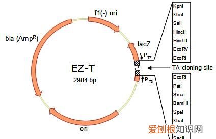 什么是t载体