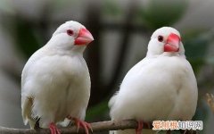 为什么白文鸟一直叫，可以连声叫的白文鸟是公的母的吗