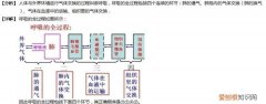 人体的气体交换是怎样进行的，人体进行气体交换的原理是什么