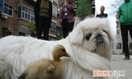 为什么养京巴的人少了,京巴犬为什么没人养 国外犬养多