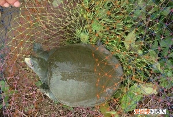 冬天钓甲鱼的最佳方法，野钓甲鱼的最佳方法和技巧