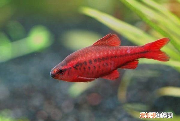 鱼缸下黄粉后多久喂食，鱼缸下了黄粉能喂食吗