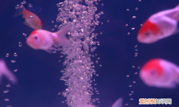 鱼缸里有气泡怎么回事,鱼缸壁为啥有很多气泡