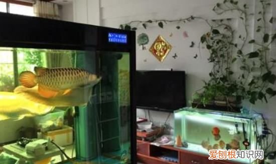 鱼缸停电鱼能坚持多久，鱼缸停电一天鱼会死吗