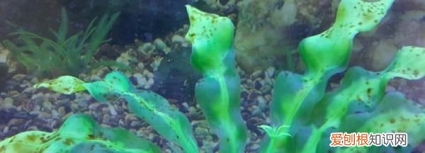 鱼缸长褐藻怎么办，鱼缸长褐藻不长绿藻怎么办