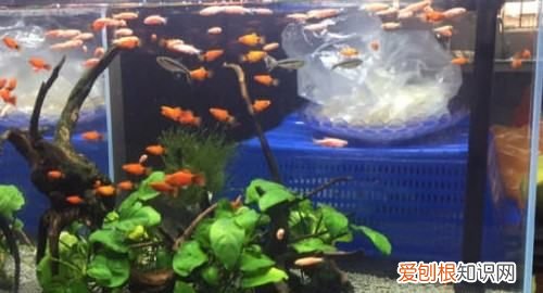 鱼缸雾蒙蒙的水怎么办