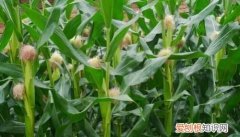 玉米苗拱土了可以喷乙草胺，玉米苗出土后还能喷滴丁乙草胺