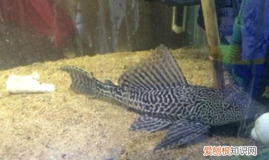 鱼缸里的清道夫为什么老死，鱼缸里的清道夫死了是什么原因