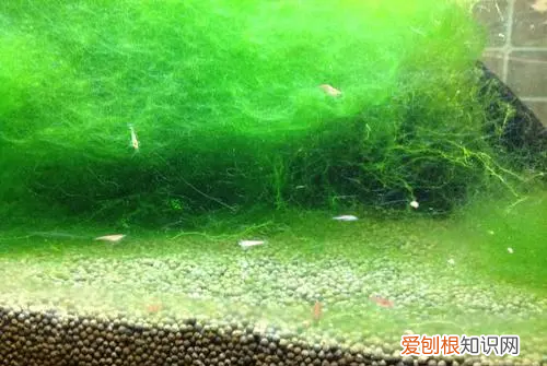鱼缸绿藻和绿苔的区别，鱼缸里的水发绿主要是水中的什么造成的