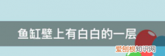 鱼缸里有白色絮状物怎么办，鱼缸缸壁有白绒绒的是怎么回事