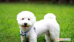 宠物狗幼犬应该吃什么，幼犬吃什么食物比较好