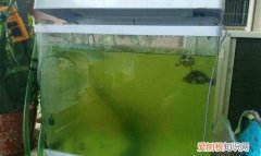 鱼缸壁上的绿色斑点是什么，鱼缸内壁有绿色的东西是什么