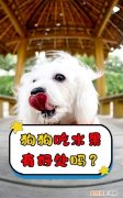 幼犬忌吃什么水果，狗狗能吃什么水果不能吃什么水果?