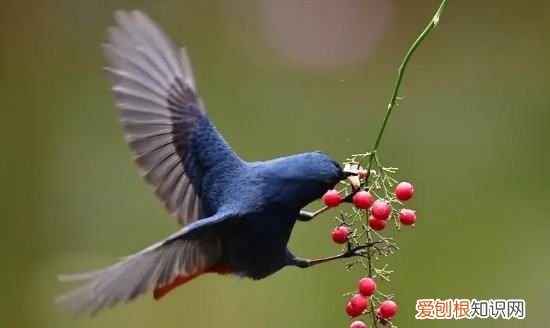 幼鸟吃什么食物能活，刚出生的幼鸟吃什么食物能活