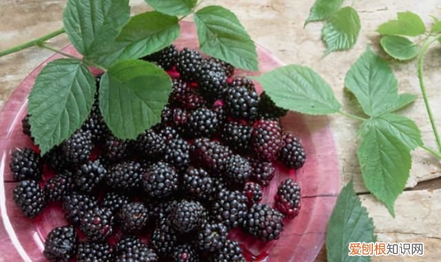 桑葚怎么洗才能消除虫卵