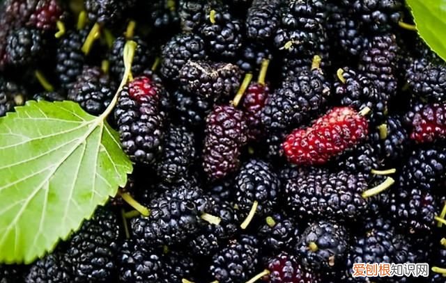 桑葚怎么洗才能消除虫卵