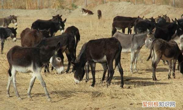 驴和马还骡子有什么区别，驴肉和骡子肉的区别是什么