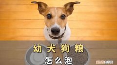 幼犬狗粮需要泡软