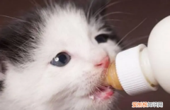 幼猫能喝牛奶纯牛奶