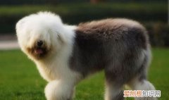 古代牧羊犬毛掉的多吗，牧羊犬毛被剃了要多久长出来