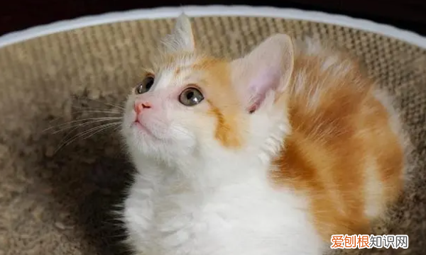 猫咬人是什么意思，猫咪咬人代表什么意思