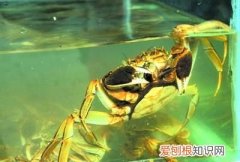 关于螃蟹有哪些问题 有关螃蟹的n个谣言是什么