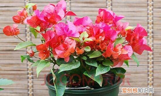 三角梅怎么掐尖，三角梅怎么修剪才开花多