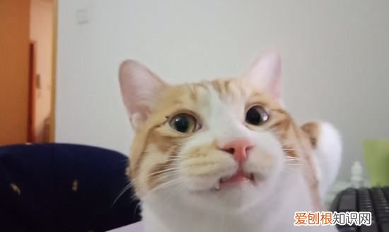 猫牙齿断了一半怎么办，猫的尖牙断了一半都是什么原因