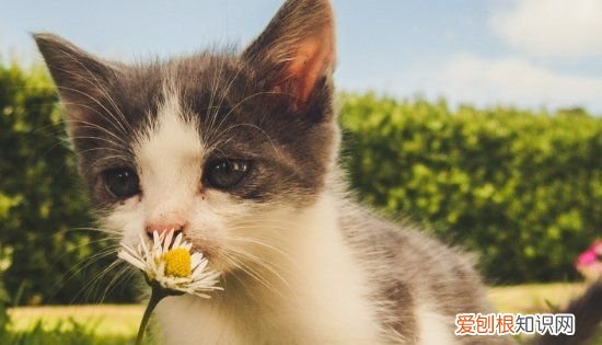 如何判断幼猫的结膜炎，我家猫咪好像得结膜炎了怎么办