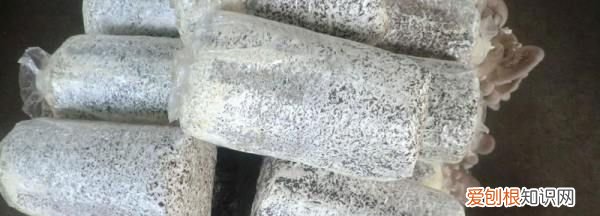 菌种有什么作用有哪些品种，益生菌的种类有哪些?,要求全面一点