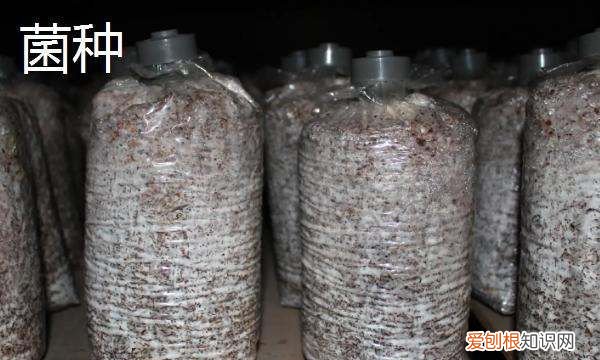 菌种有什么作用有哪些品种，益生菌的种类有哪些?,要求全面一点