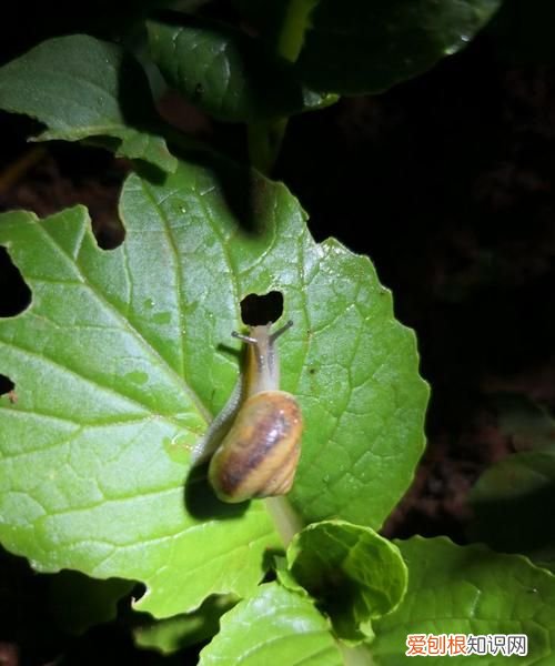 菜地里的蜗牛怎么除掉，菜地里的蜗牛如何消灭掉