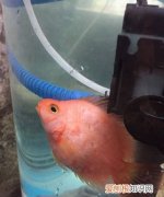 鹦鹉鱼趴窝怎么回事，鹦鹉鱼横躺在鱼缸底部