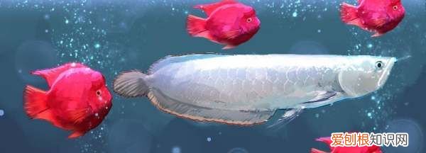 鹦鹉鱼和银龙能混养，鹦鹉鱼和银龙鱼一起混养怎么喂食