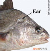 鱼有耳朵，奇异的动物有哪些特点
