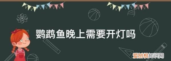 鹦鹉鱼晚上需要开灯，鹦鹉鱼晚上用开灯吗