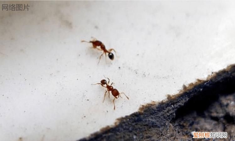 怎么除掉家里的蚂蚁，怎么除去家中的蚂蚁樟脑丸有用